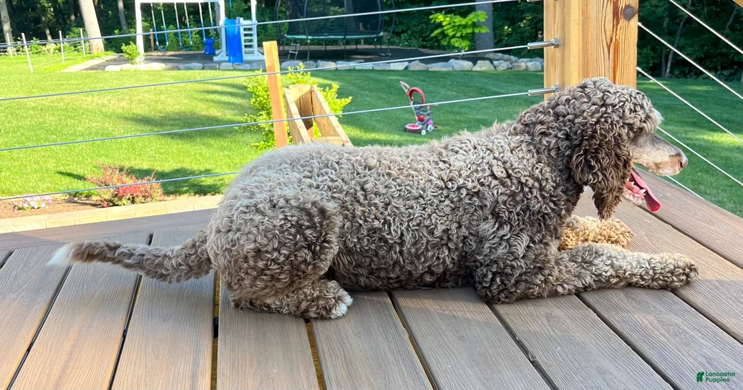 Standard Poodle dogs for sale: Puppy 1 - Ad 4