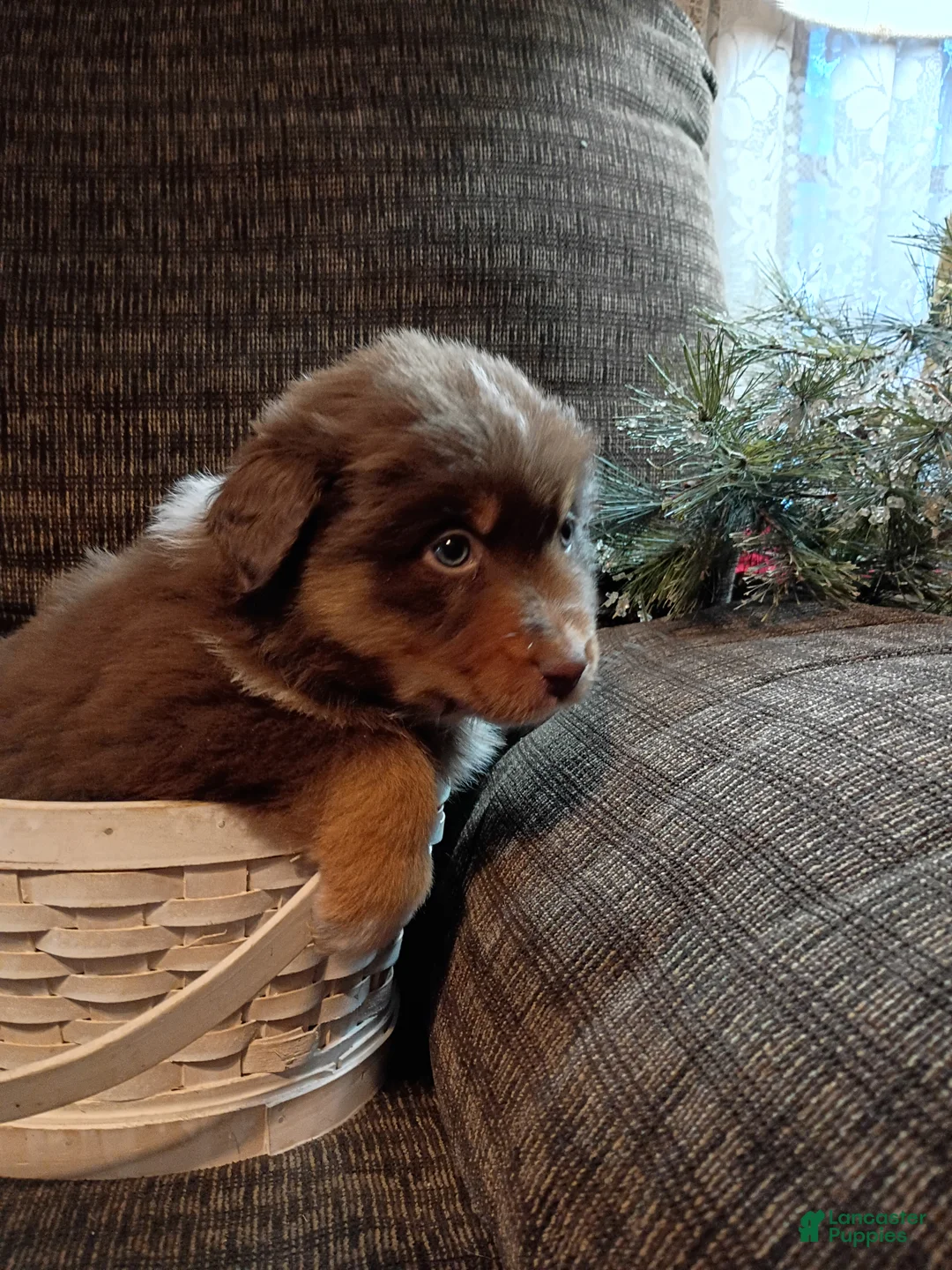 Australian Shepherd dogs for sale: Maverick - Ad 3