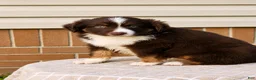 Miniature Australian Shepherd dogs for sale: Rosa - Ad 5