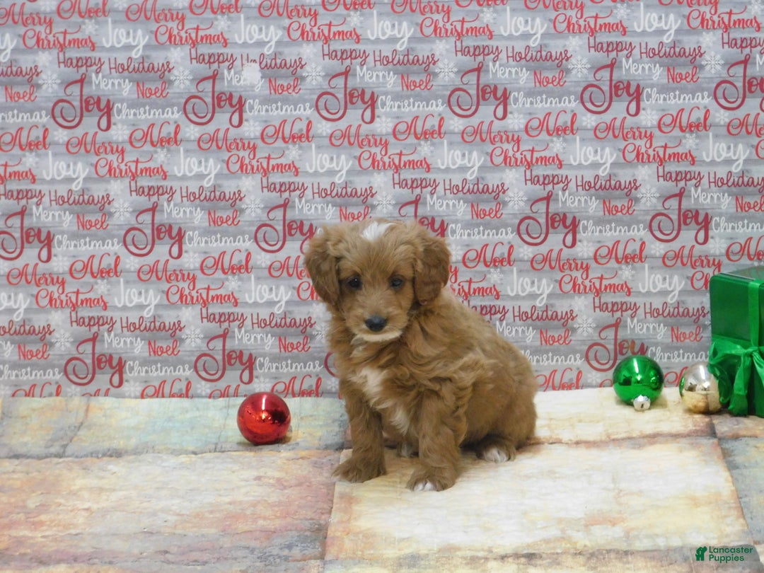 Goldendoodle dogs for sale: Mini Rex - Ad 1