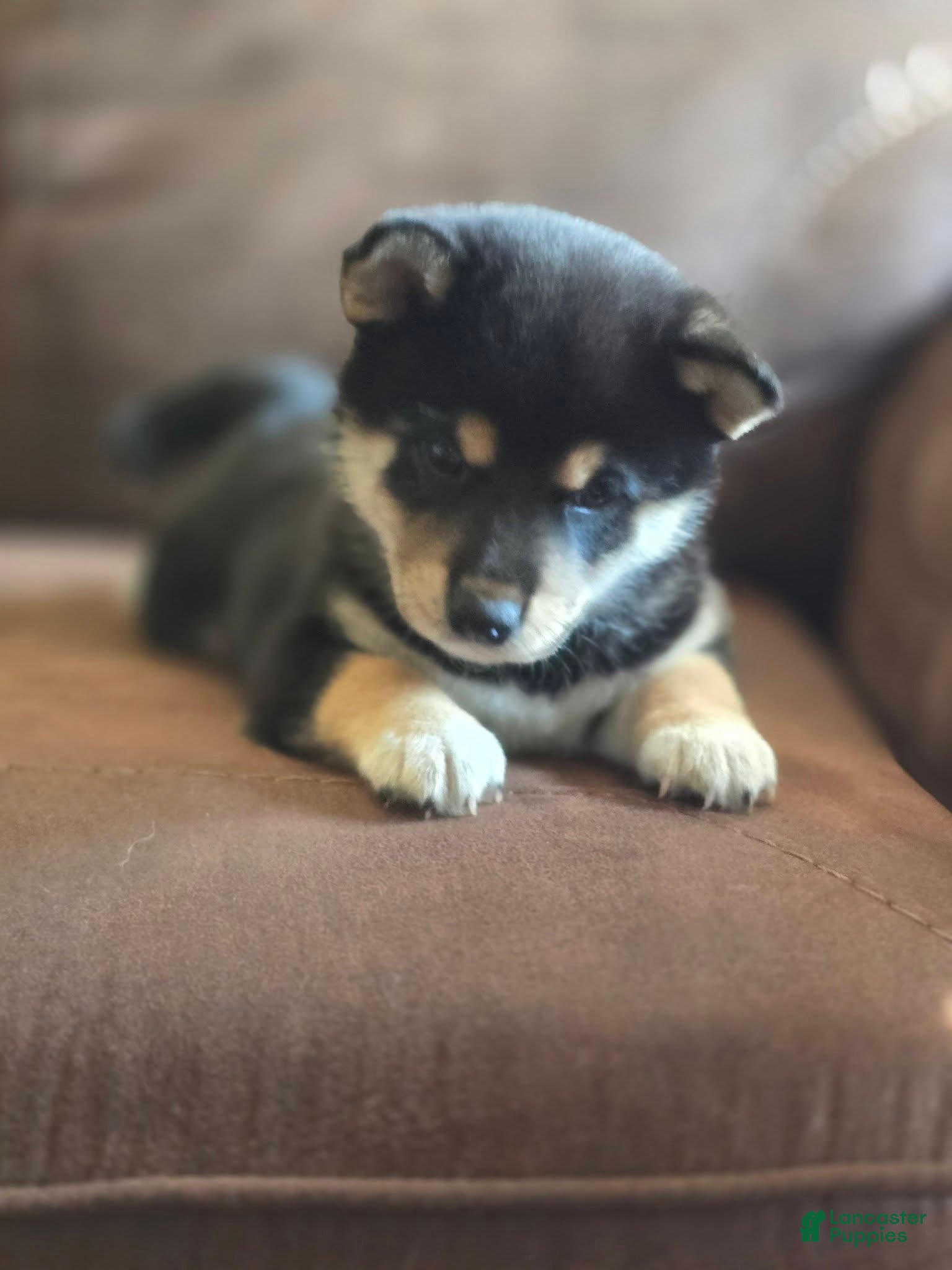 Shiba Inu dogs Shiba Inu 2 - Ad 2
