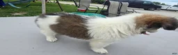 Pomchi dogs for sale: Brandy - Ad 11