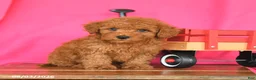 Miniature Poodle dogs for sale: Kitkat - Ad 4