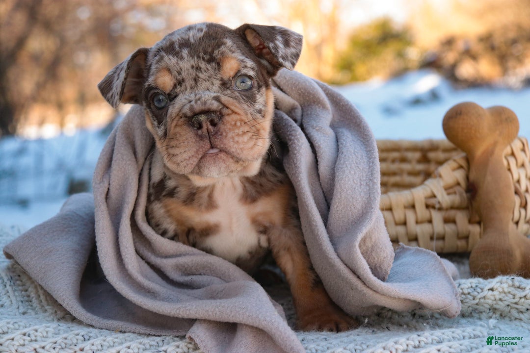 English Bulldog dogs for sale: Gaston - Ad 5