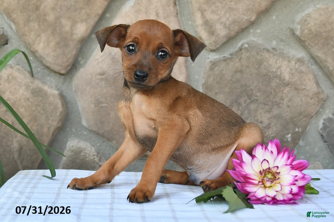 Miniature Pinscher dogs for sale: Tyson - Ad 2