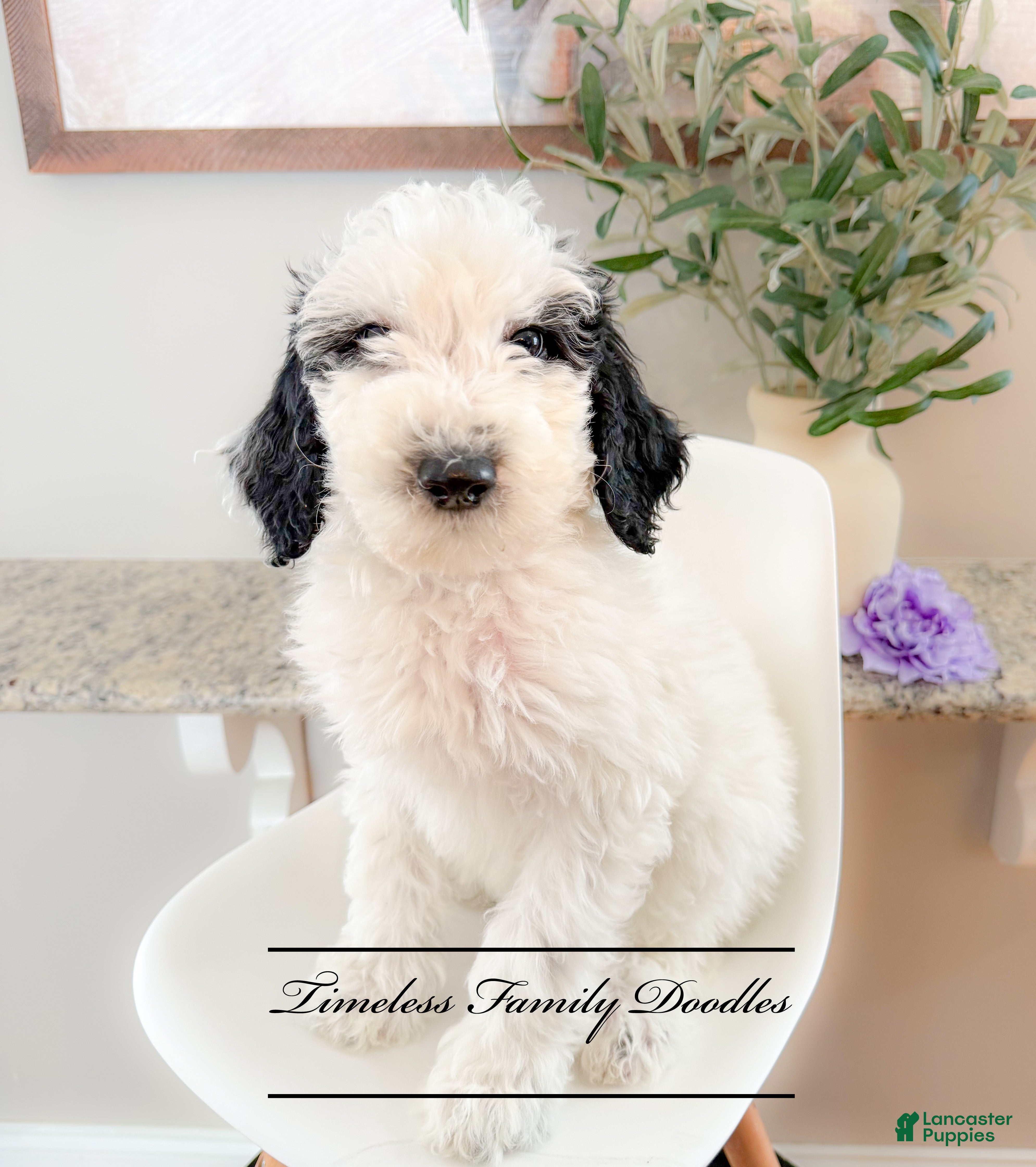 Sheepadoodle dogs Jennette - Ad 15