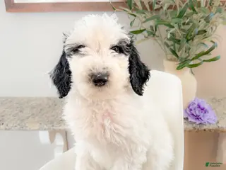 Sheepadoodle dogs Jennette - Ad 15