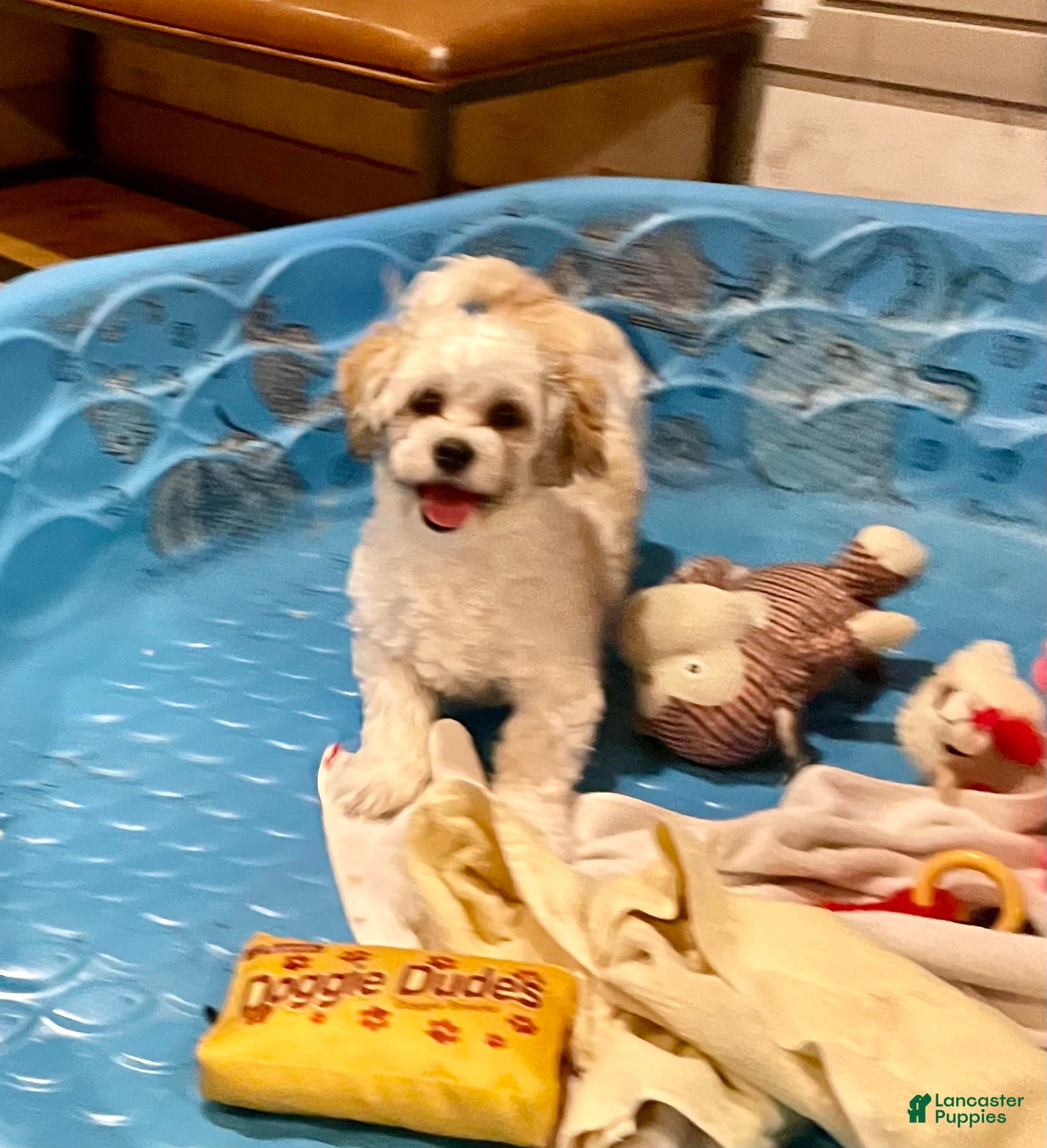 Teddy Bear dogs Adam - Ad 3