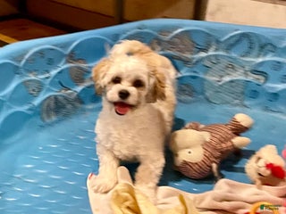 Teddy Bear dogs Adam - Ad 20