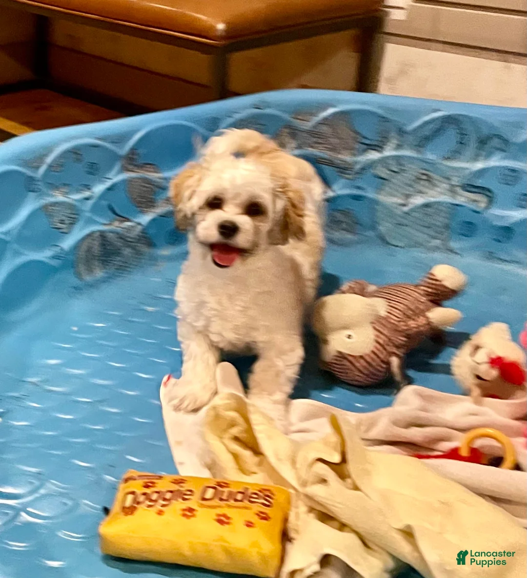 Teddy Bear dogs for sale: Adam - Ad 1