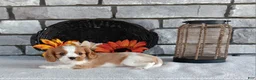 Cavalier King Charles Spaniel dogs for sale: Buster - Ad 2