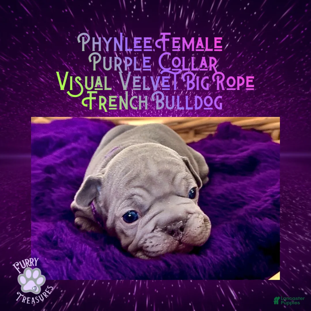 French Bulldog dogs for sale: Phynlee “Purple Collar”, Female  - Ad 4