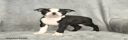 Boston Terrier dogs for sale: Beauty - Ad 4