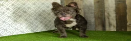 French Bulldog dogs for sale: Kate - Ad 13