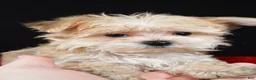 Morkie dogs for sale: Chip - Ad 3