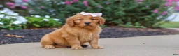 Golden Retriever dogs for sale: Goldie - Ad 3