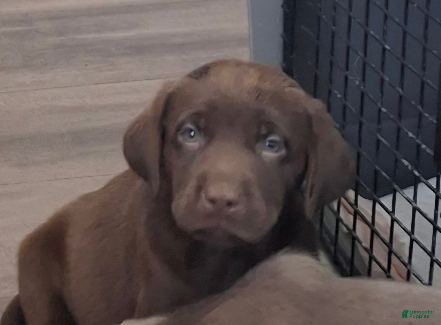 Labrador Retriever dogs Booker (Male)   - Ad 4