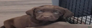 Booker (Male)  