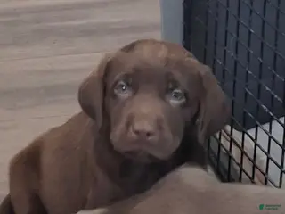 Labrador Retriever dogs Booker (Male) - Ad 4