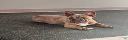 French Bulldog dogs for sale: Prince - Ad 7