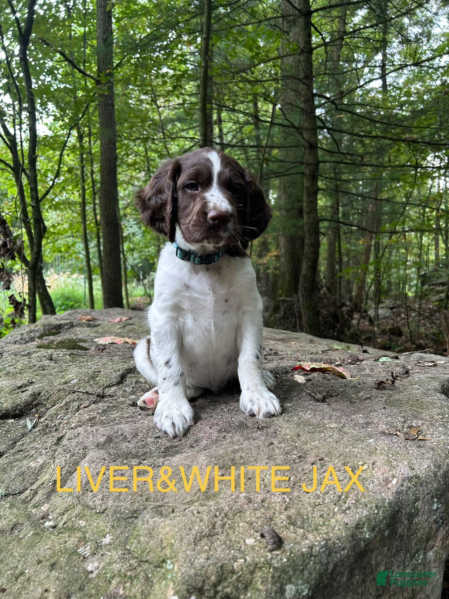 English Springer Spaniel dogs English Springer Spaniel 7 - Ad 1