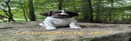 English Springer Spaniel dogs for sale: English Springer Spaniel 7 - Ad 1