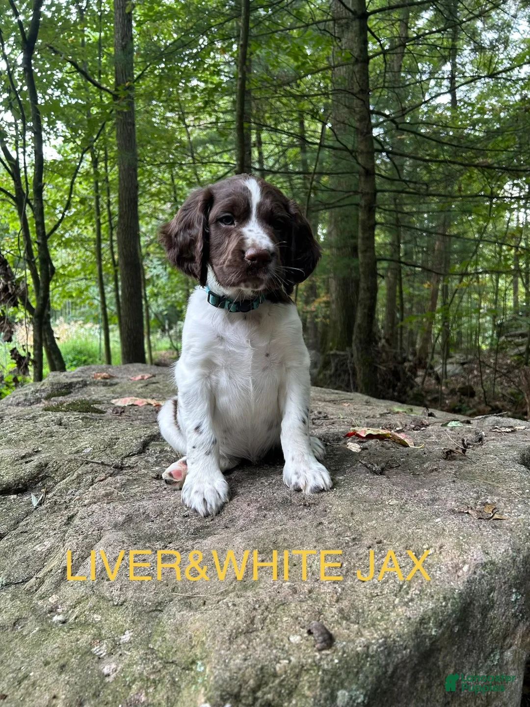 English Springer Spaniel dogs for sale: English Springer Spaniel 7 - Ad 1