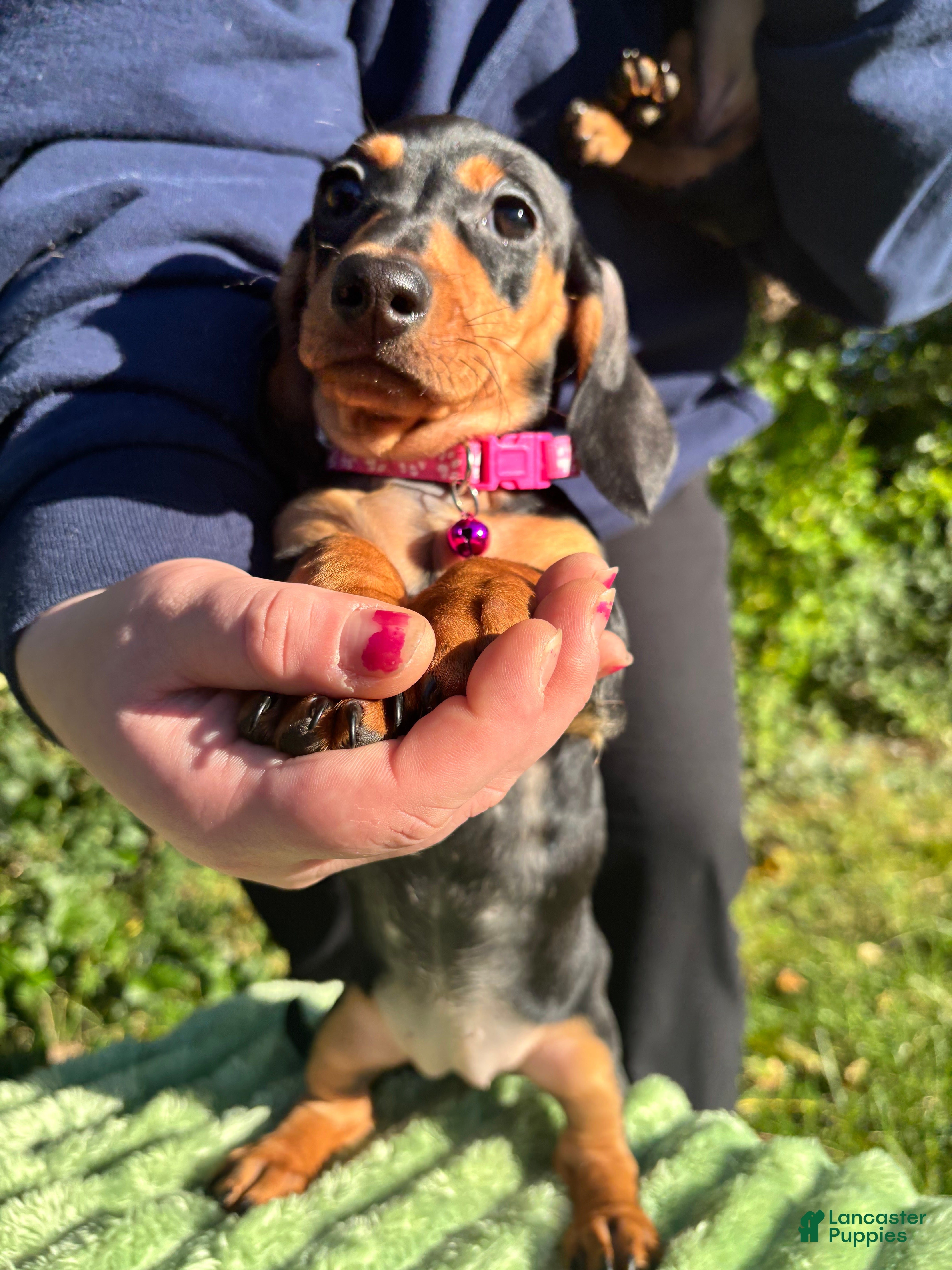 Dachshund