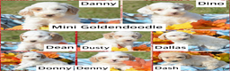 Goldendoodle dogs for sale: Denny - Ad 1