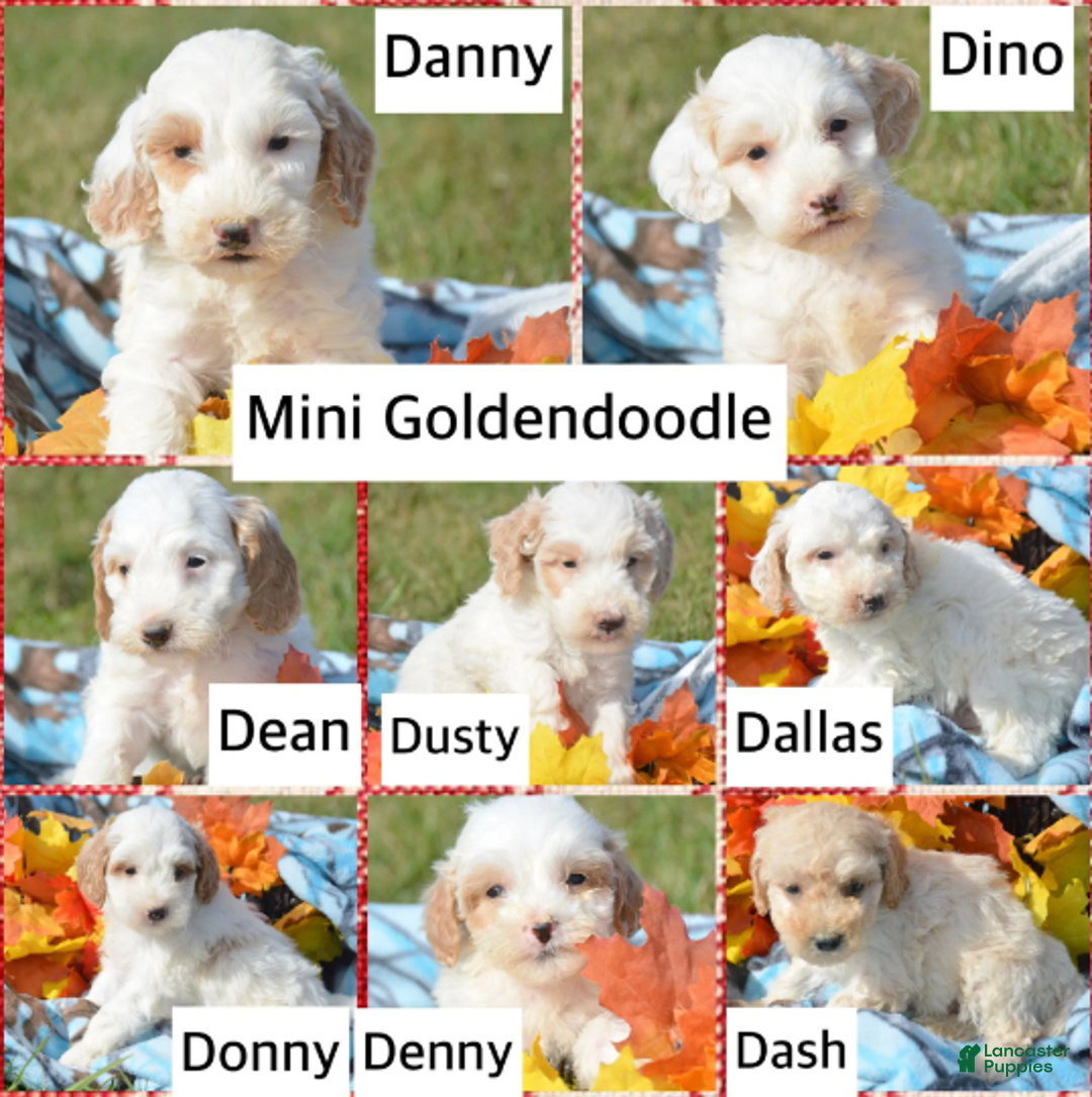 Goldendoodle dogs for sale: Denny - Ad 1