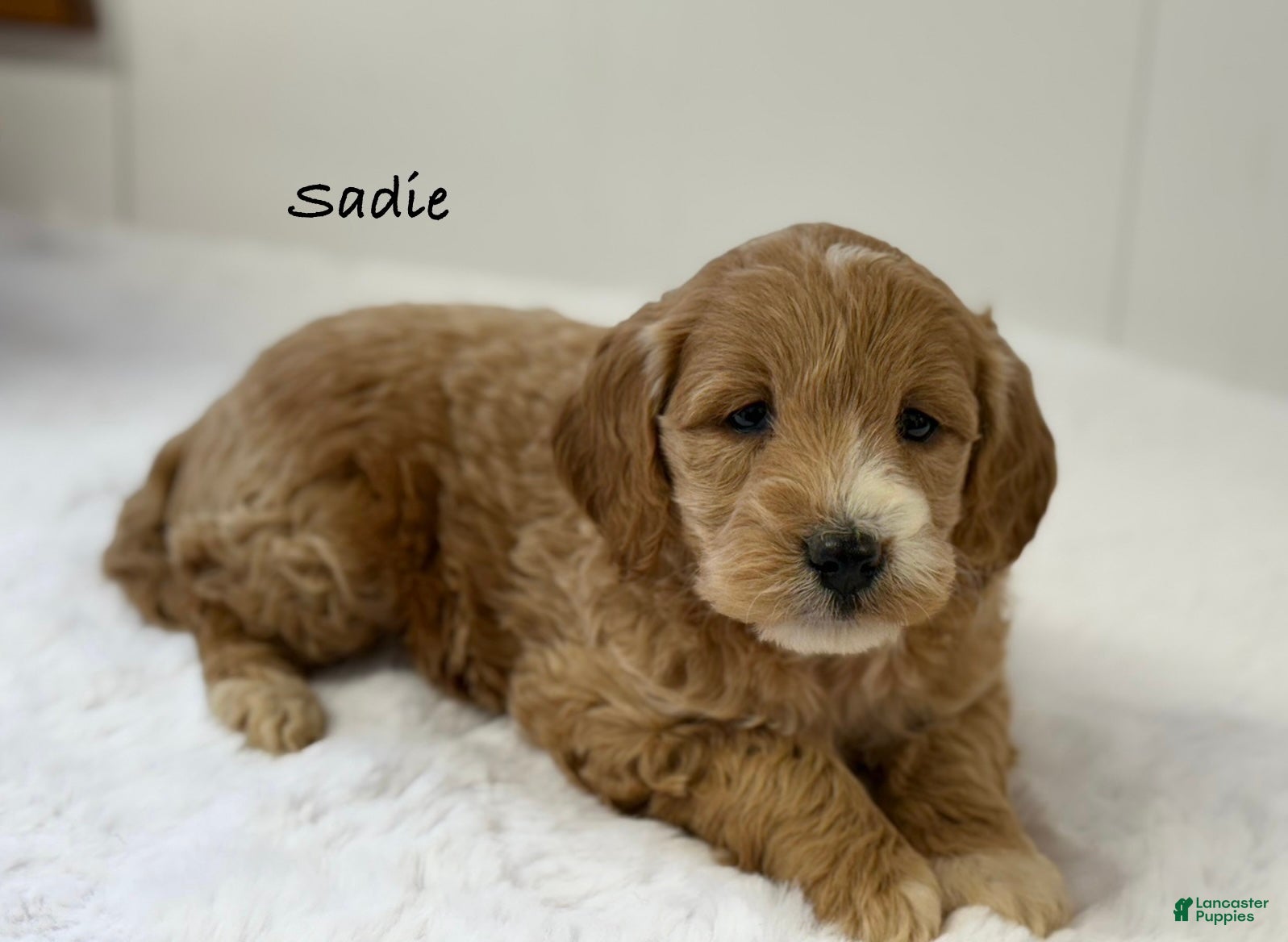 Mini Goldendoodle dogs Sadie - Ad 33