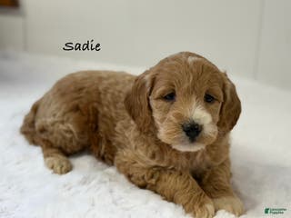 Mini Goldendoodle dogs Sadie - Ad 33