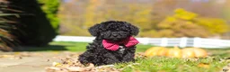 Cavapoo dogs for sale: Quinn - Ad 3