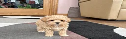 Maltipoo dogs for sale: Donna  - Ad 8