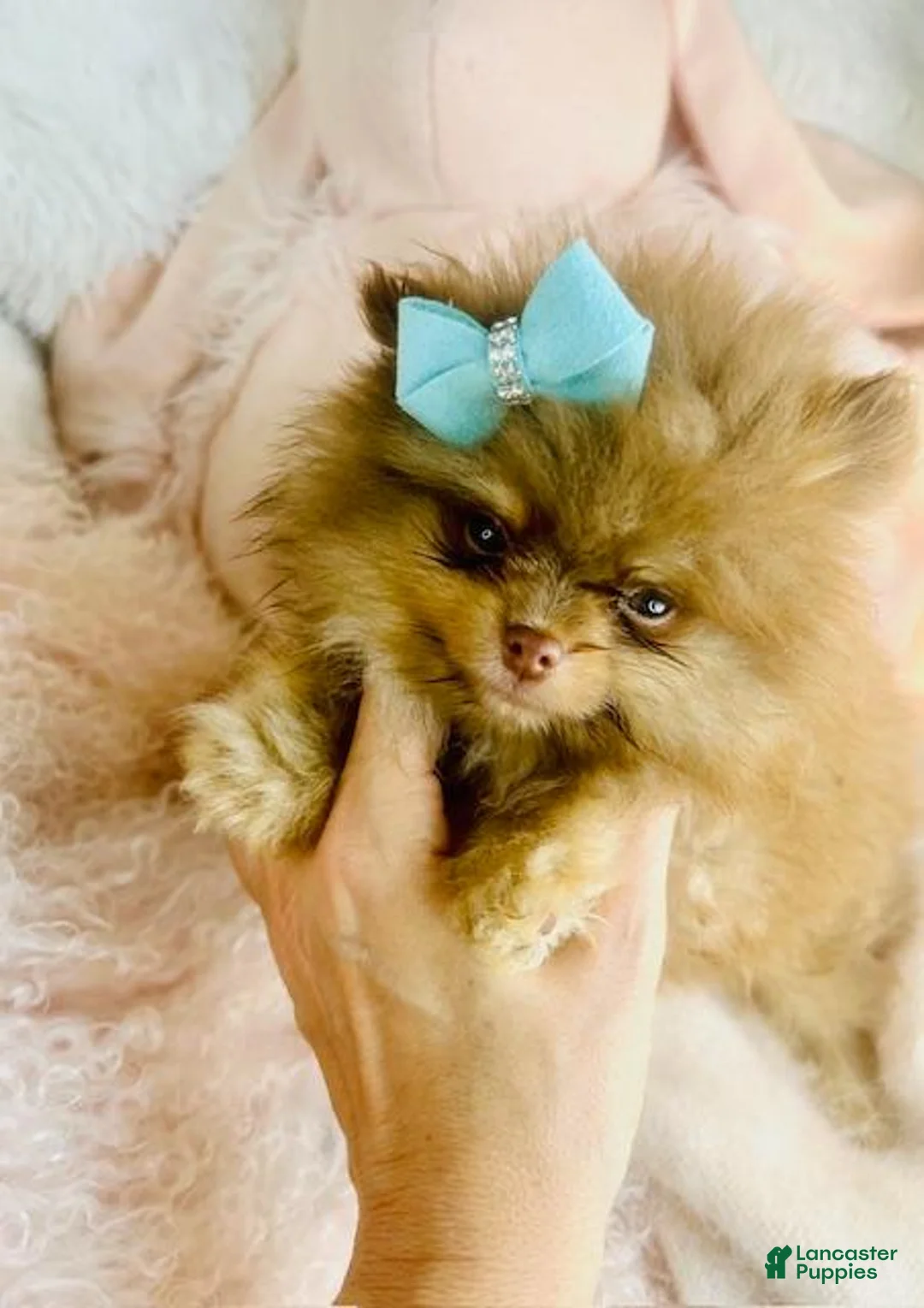 Pomeranian dogs for sale: Pomeranian Puppy 1 - Ad 1