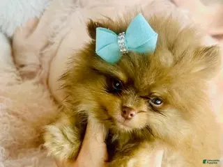 Pomeranian dogs Pomeranian Puppy 1 - Ad 10