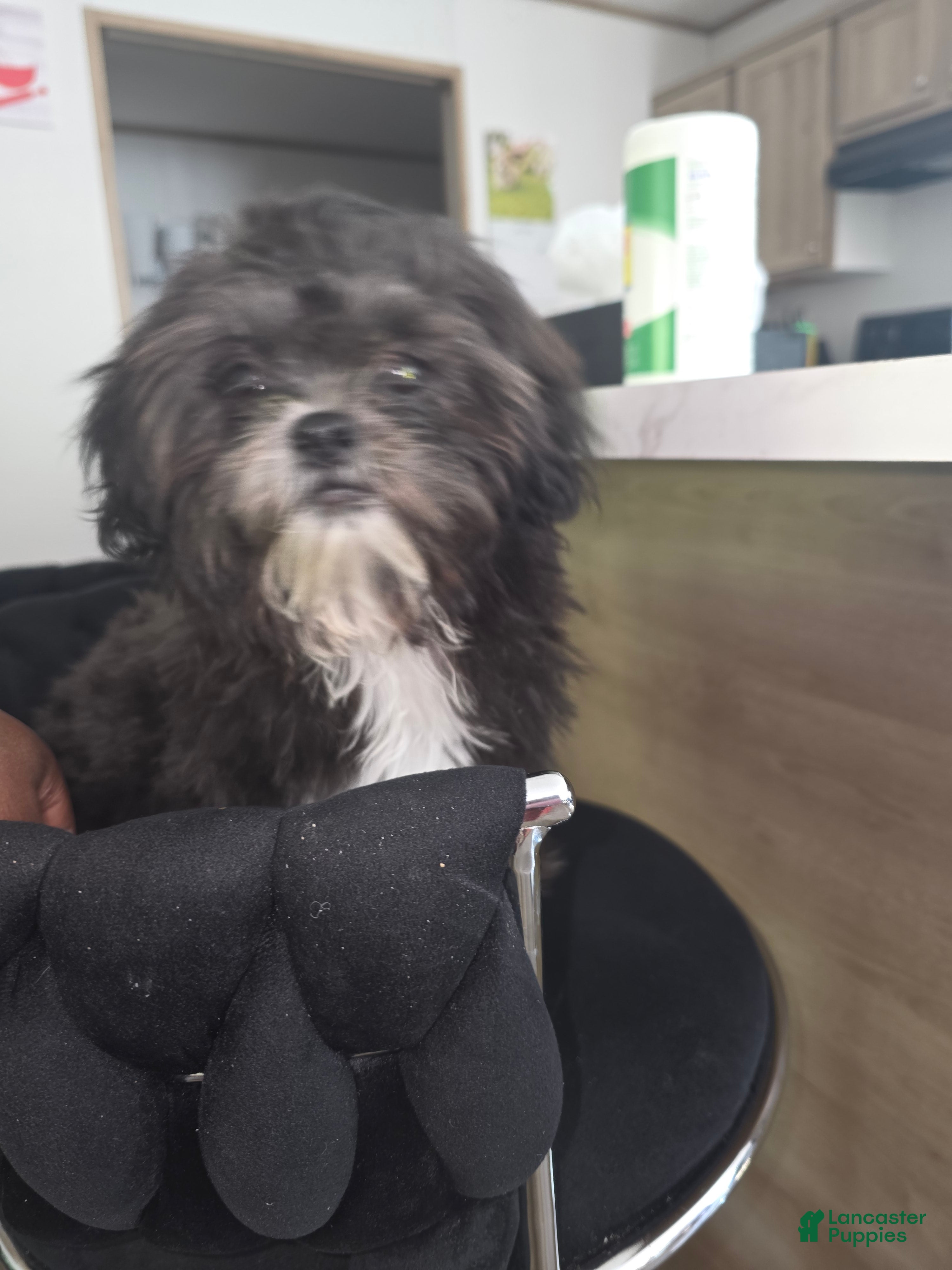Shihpoo dogs for sale: Oreo - Ad 1