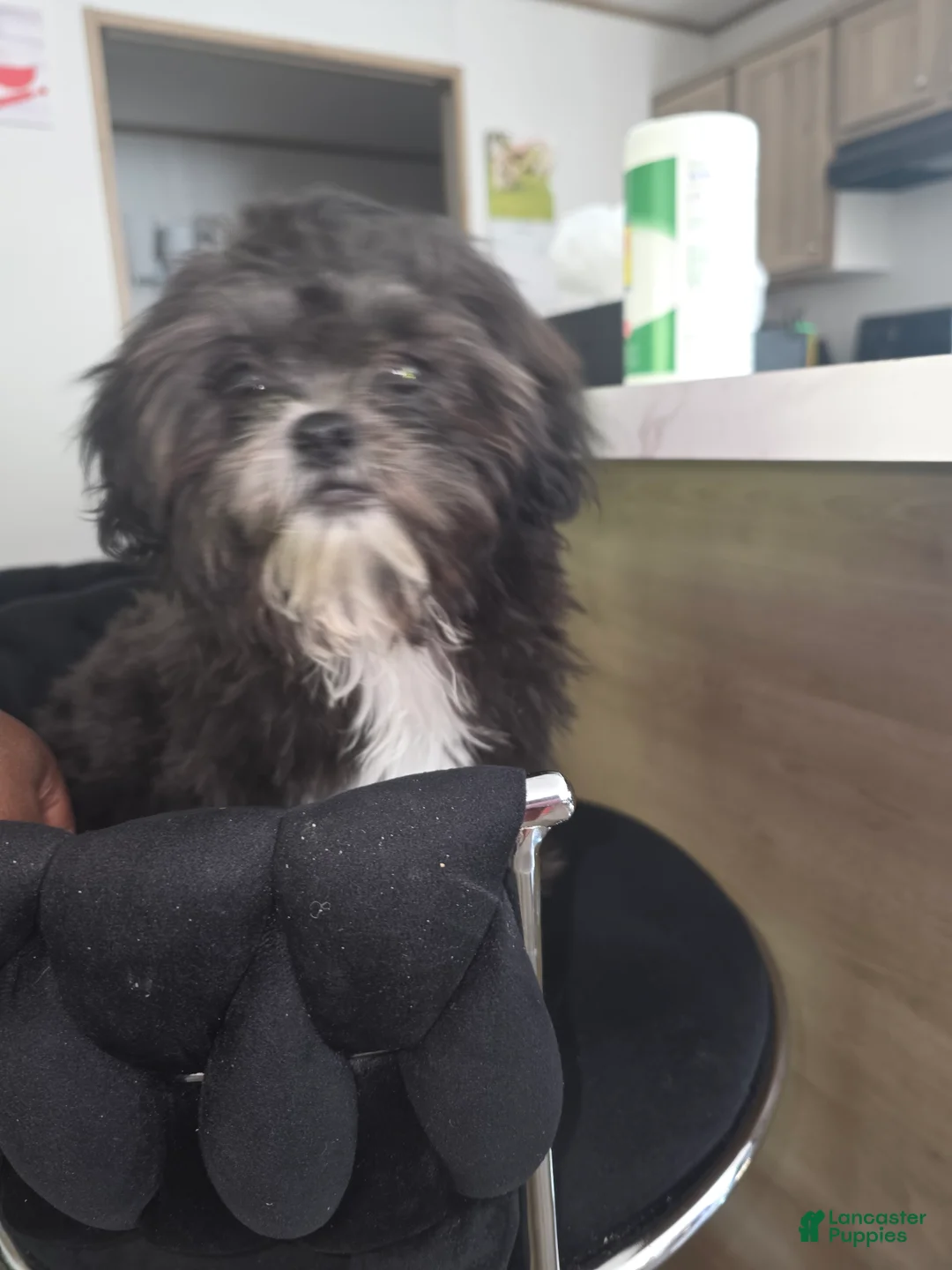 Shihpoo dogs for sale: Oreo - Ad 1