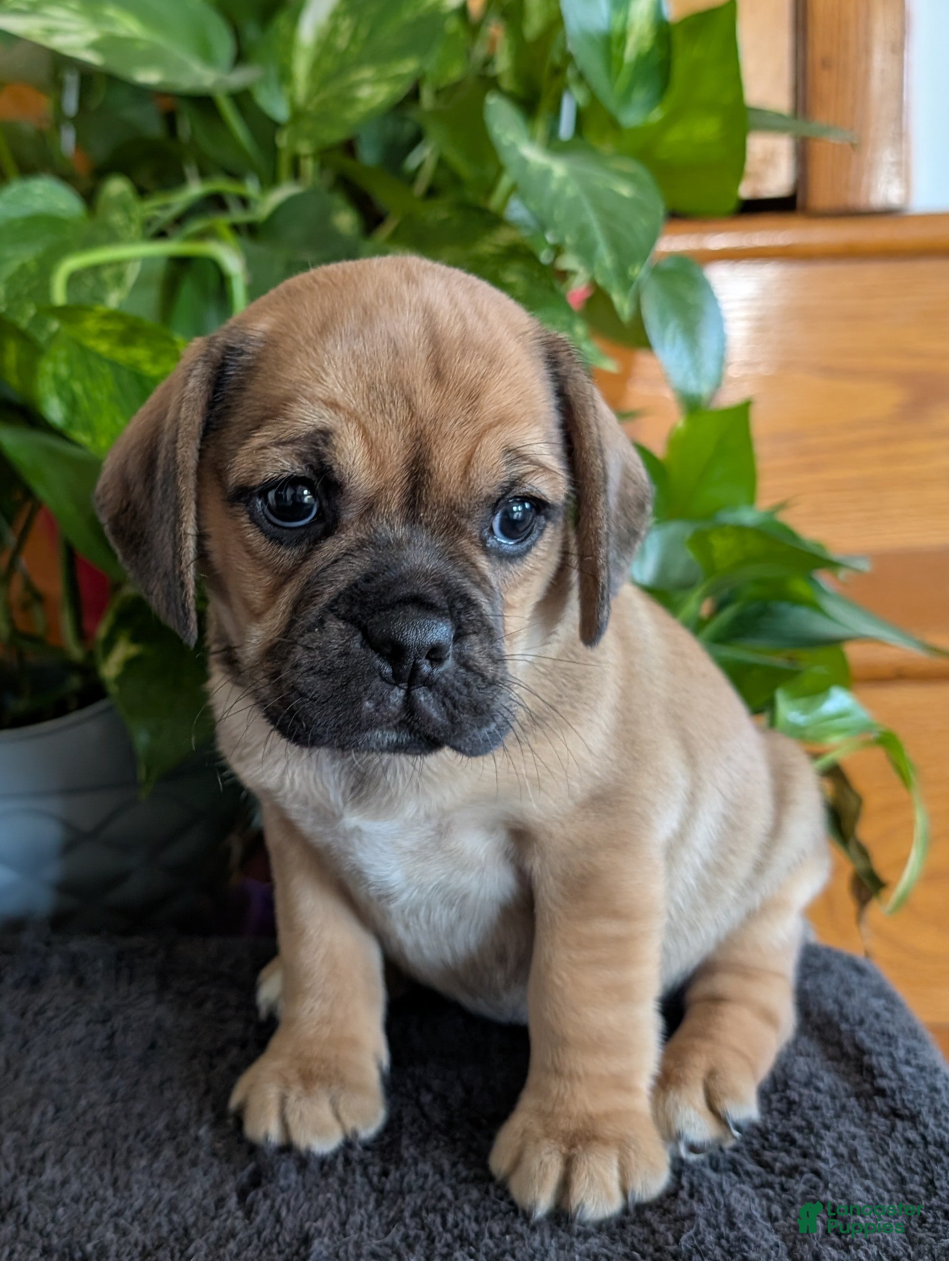 Puggle dogs Kandi  - Ad 2