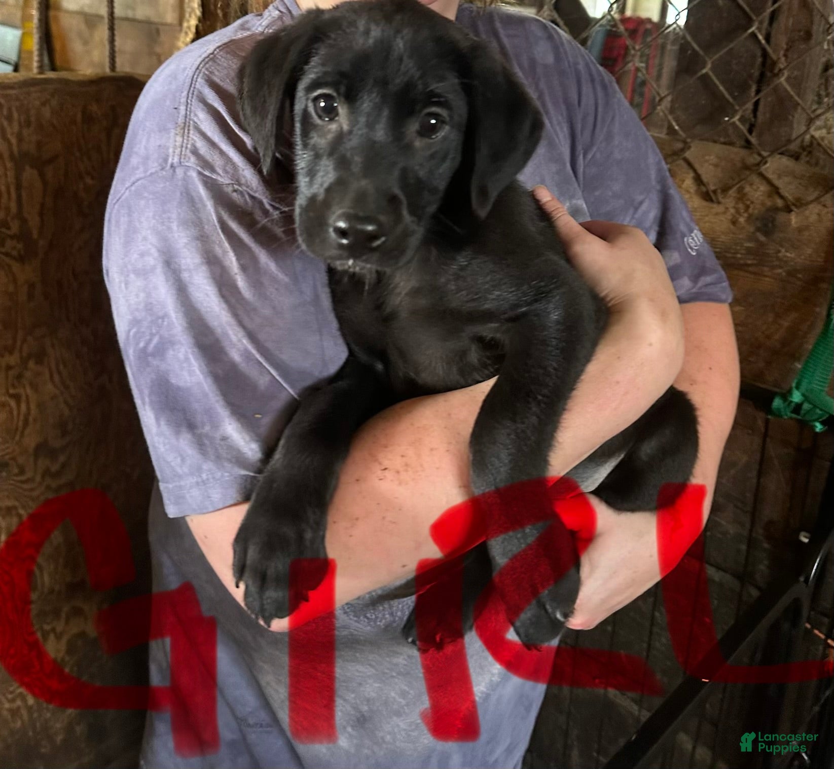 Labrador Retriever dogs for sale: Labrador Retriever 6 - Ad 2