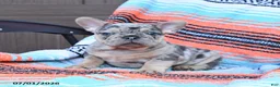 Mixed Breed dogs for sale: Champ - Ad 2