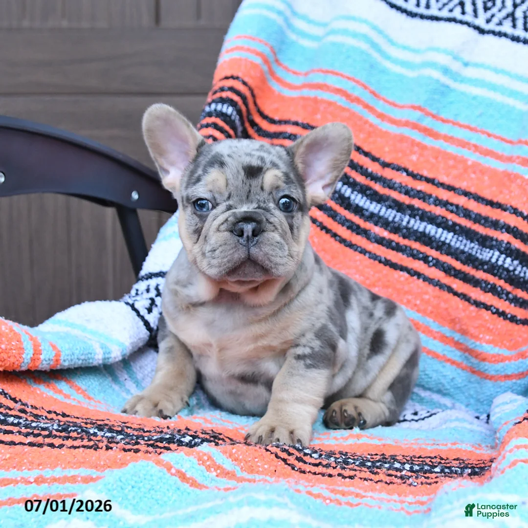 Mixed Breed dogs for sale: Champ - Ad 2