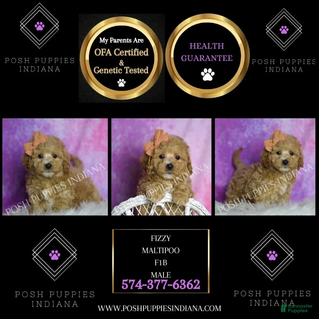 Maltipoo dogs for sale: Fizzy - Ad 8