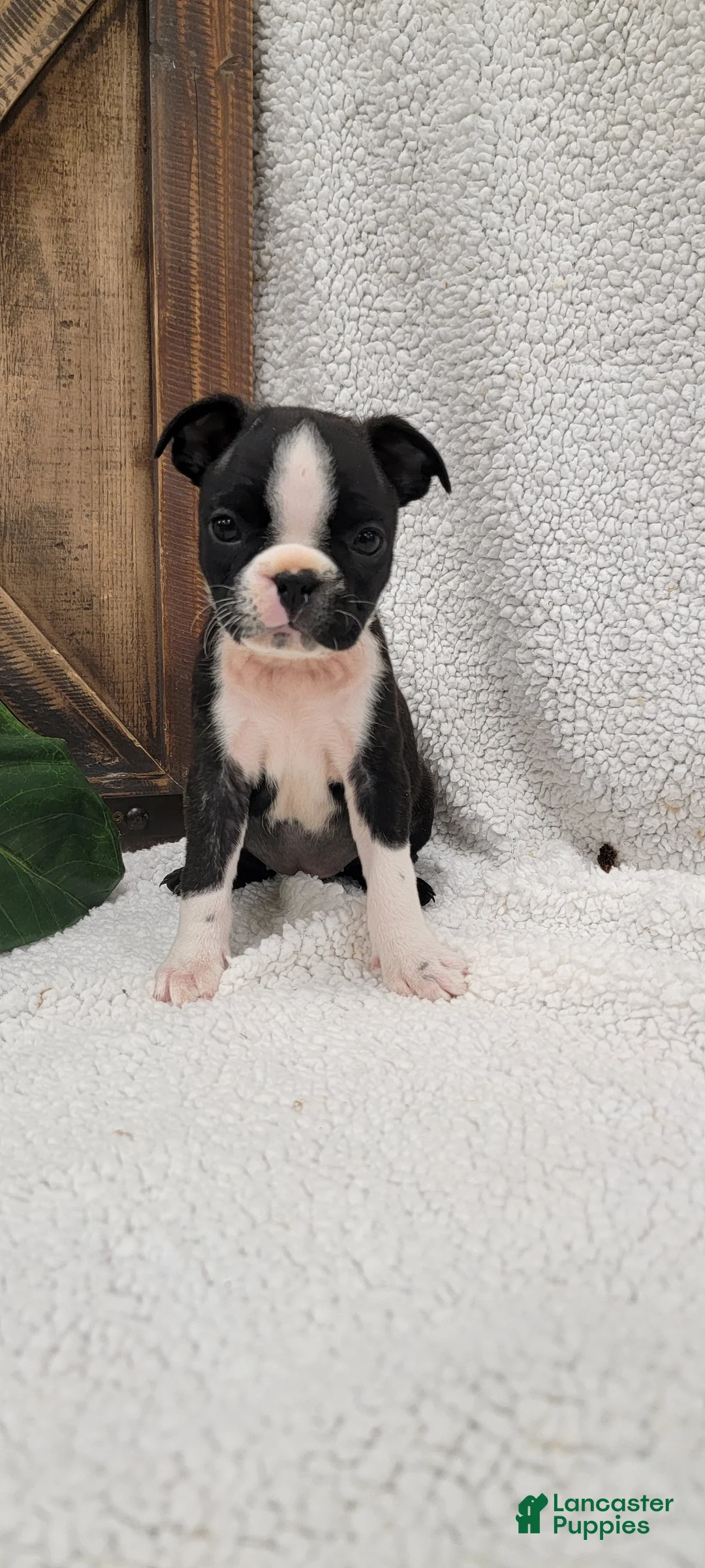 Boston Terrier dogs for sale: Bella - Ad 4