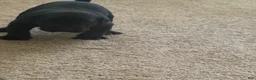 Presa Canario dogs for sale: Presa Canario 1 - Ad 11