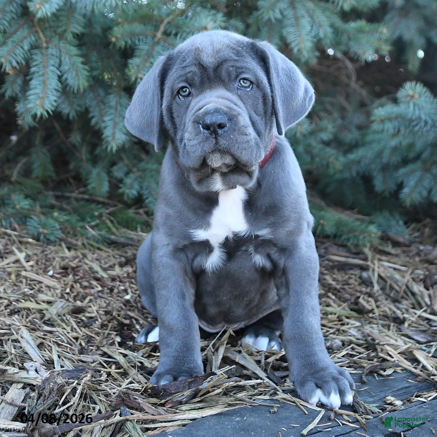 Cane Corso dogs Hailey - Ad 1
