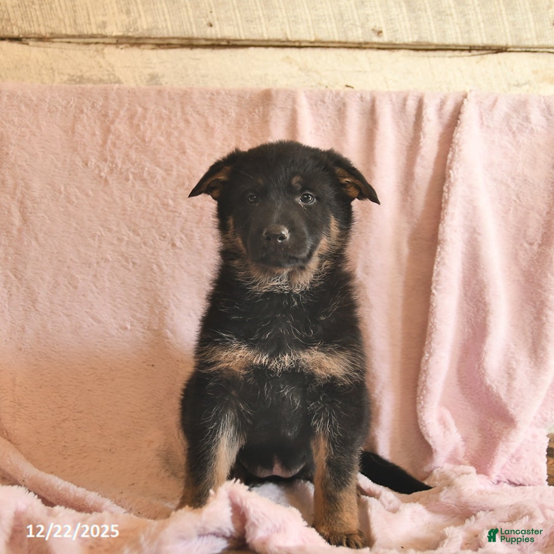 German Shepherd dogs for sale: Bessie  - Ad 3