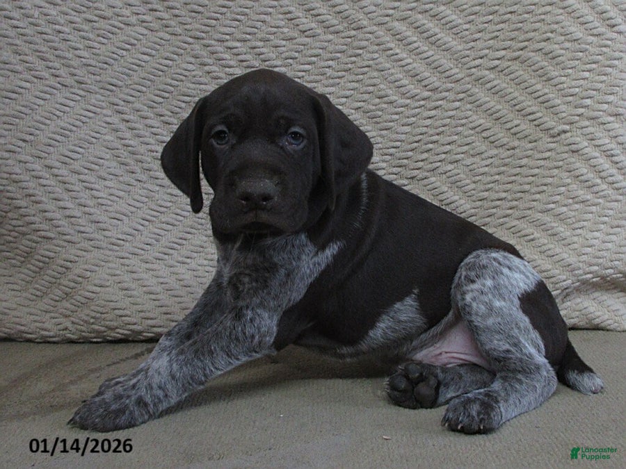 German Shorthaired Pointer dogs Patriot - Ad 31