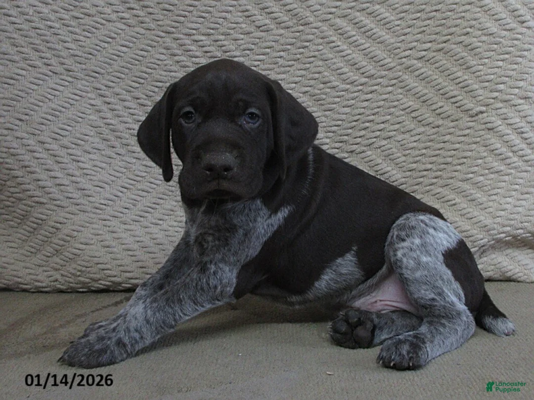 German Shorthaired Pointer dogs for sale: Patriot - Ad 1