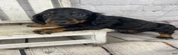 Miniature Dachshund dogs for sale: Apollo - Ad 9